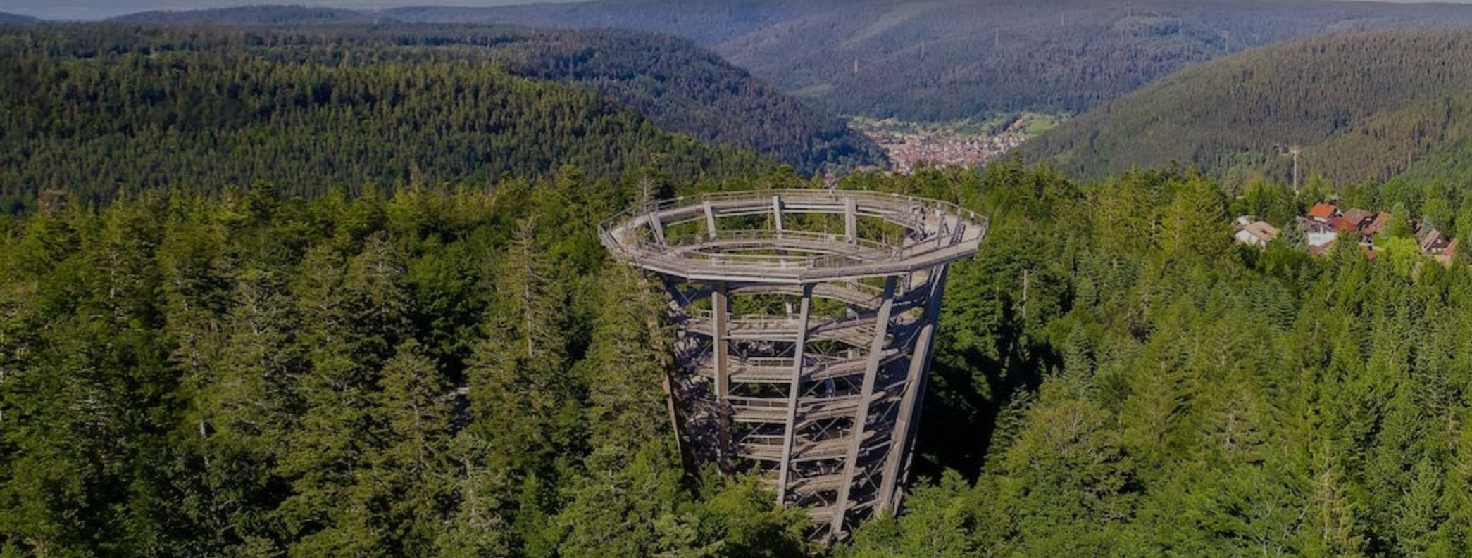 bad wildbad baumwipfel