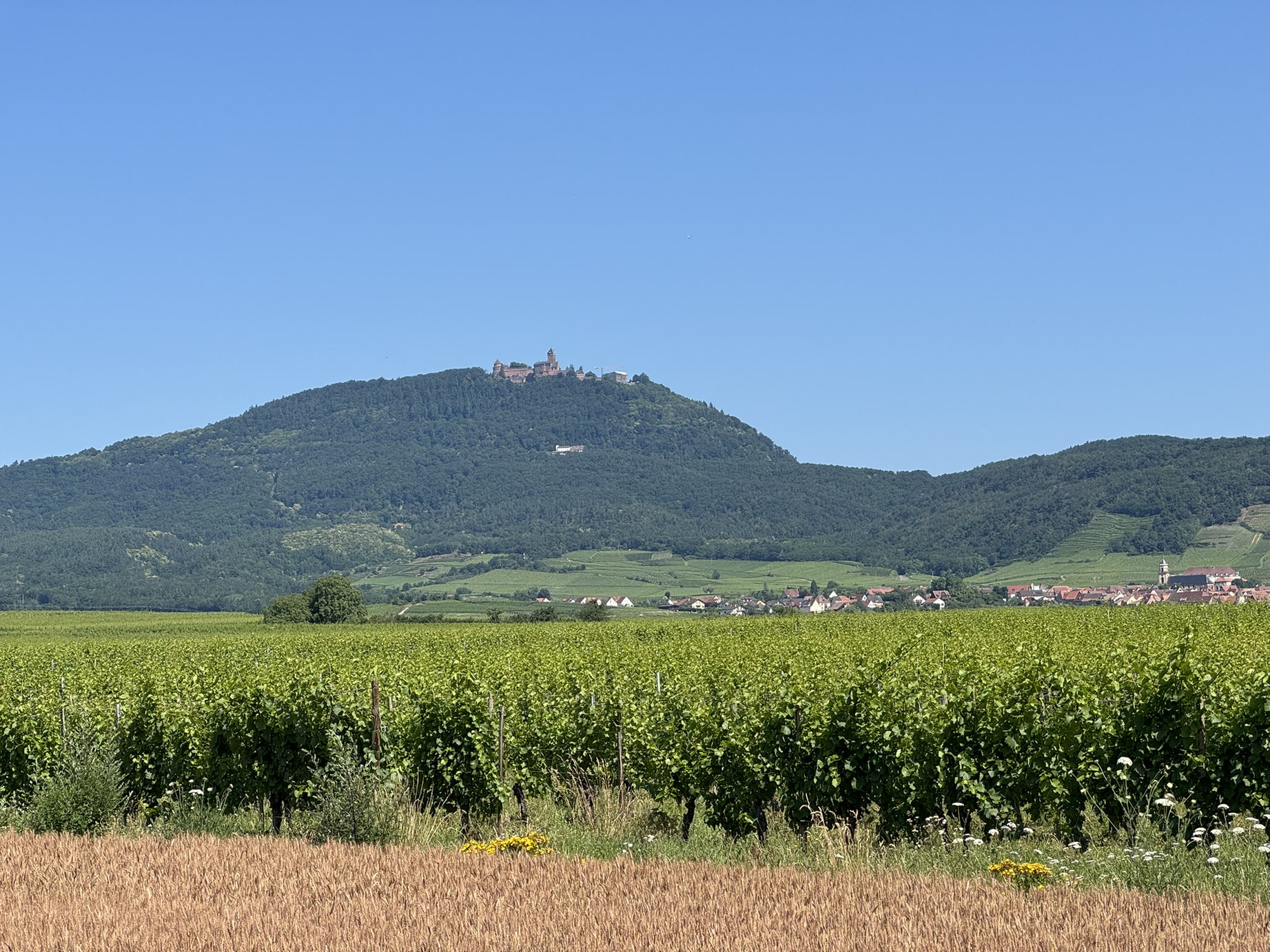 IMG 7850